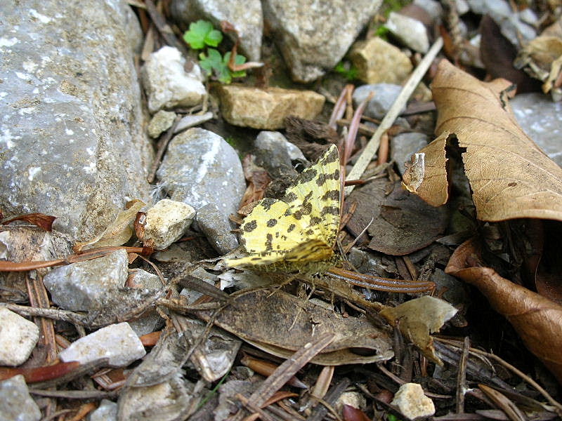 Pseudopanthera macularia scolorita ... e colorata